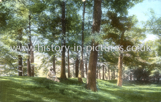 Ambresbury Banks, Epping Forest, Essex. c.1905